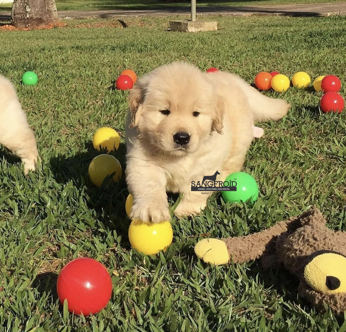 Image of Golden Retriever posted on 2022-08-22 04:07:05 from Pune